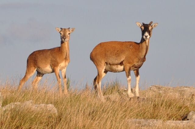 mouflon-lamalou