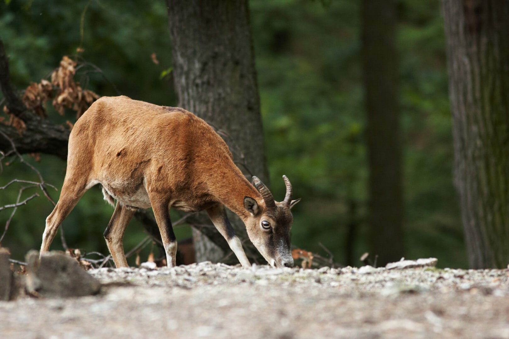 mouflon-caroux